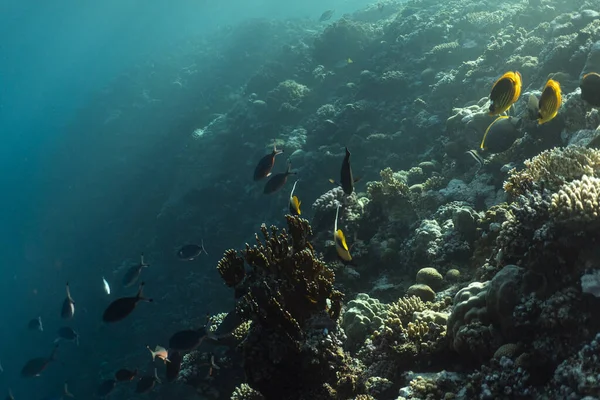 Prachtig koraalrif onder water in de oceaan van Egypte, onderwaterfotografie in Egypte — Stockfoto