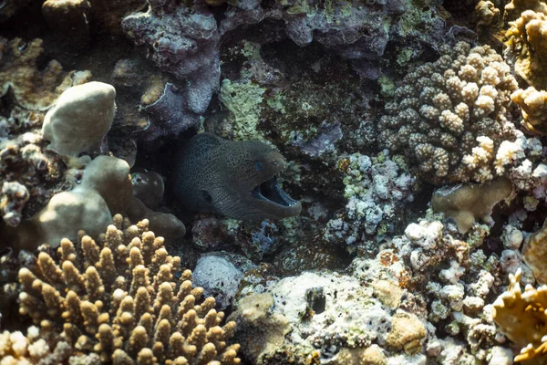 Gymnothorax javanicus underwater in the ocean of egypt, underwater in the ocean of egypt, Gymnothorax javanicus underwater photograph underwater photograph, — Stock Photo, Image