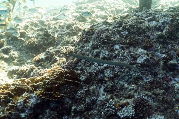 Enjambre de peces del Caribe bajo el agua fotografía, grupo de peces tropicales bajo el agua en Egipto marsa alam — Foto de Stock