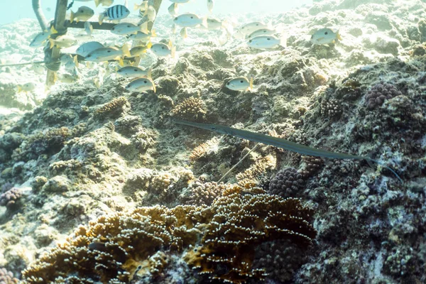 Swarm of Caribbean fish underwater photography, group of tropical fish underwater in egypt marsa alam — Stock Photo, Image
