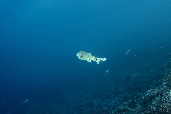 Diodon hystrix víz alatt az óceán egyiptomi, víz alatt az óceán egyiptomi, közönséges sündisznó víz alatti fénykép víz alatti fénykép, — Stock Fotó