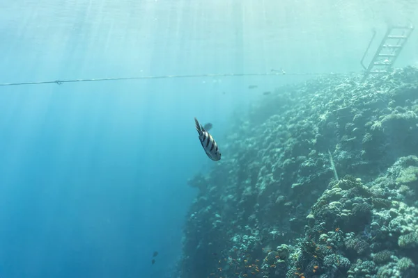 Abudefduf sexfasciatus víz alatt az óceán egyiptomi, víz alatt az óceán egyiptomi, Abudefduf sexfasciatus víz alatti fénykép víz alatti fénykép, — Stock Fotó