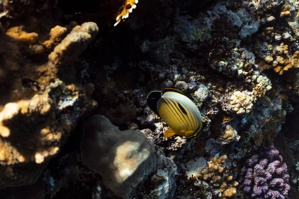 Chaetodon austriacus underwater in the ocean of egypt, underwater in the ocean of egypt, Chaetodon austriacus underwater photograph underwater photograph, — Stock Photo, Image