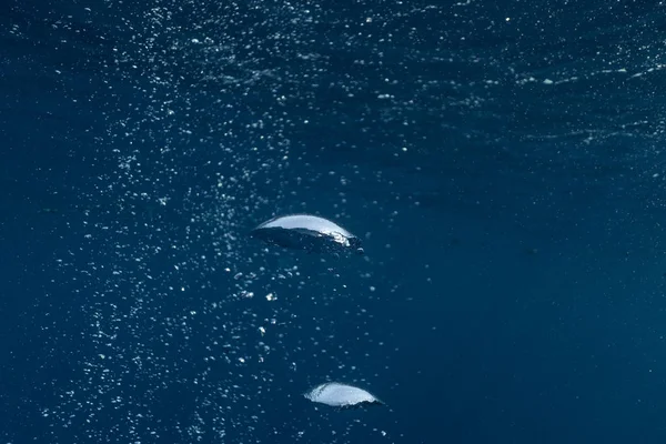 Abstract underwater scene sun ray and air bubbles in deep blue sea — Stock Photo, Image