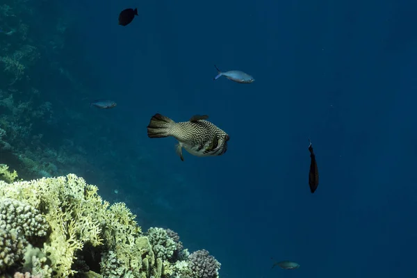Diodon hystrix onderwater in de oceaan van Egypte, onderwater in de oceaan van Egypte, Stekelvarken onderwater foto onderwater foto, — Stockfoto