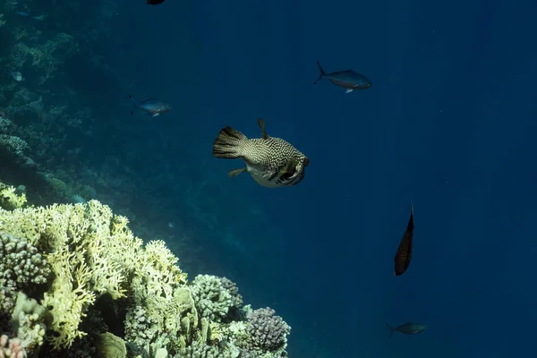 Diodon hystrix onderwater in de oceaan van Egypte, onderwater in de oceaan van Egypte, Stekelvarken onderwater foto onderwater foto, — Stockfoto