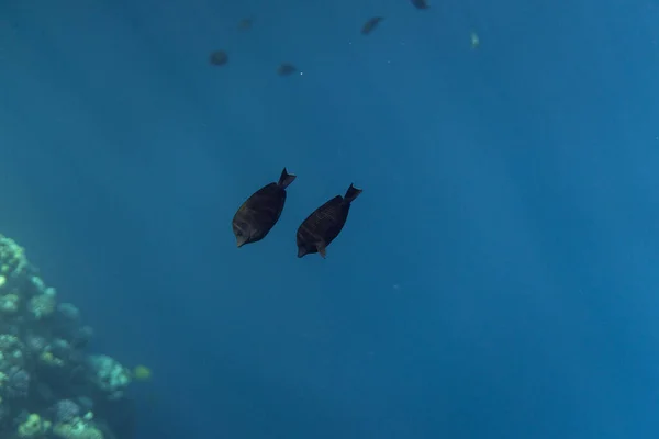 Chaetodon collare víz alatt az óceán Egyiptomban, víz alatt az óceán Egyiptomban, Chaetodon collare víz alatti fénykép víz alatti fénykép, — Stock Fotó