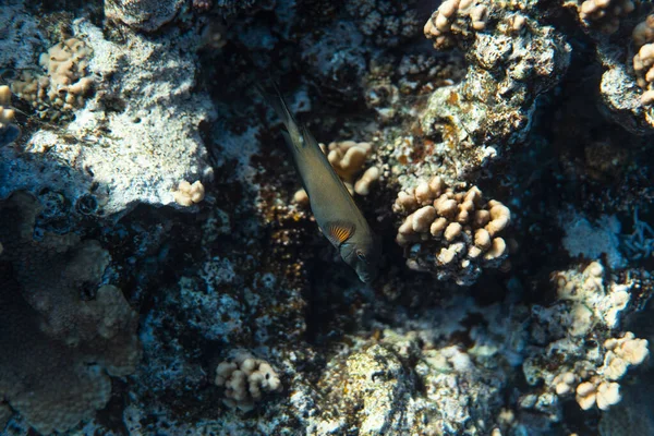サンゴ礁の上の魚、水中写真、エジプトの海でのシュノーケリング — ストック写真