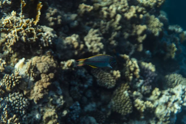 Ryby na korálovém útesu, podvodní fotografický obraz, šnorchlování v egyptském oceánu — Stock fotografie