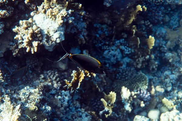 Naso Lituratus under vand i havet af egypt, Naso Lituratus under vand fotografi - Stock-foto