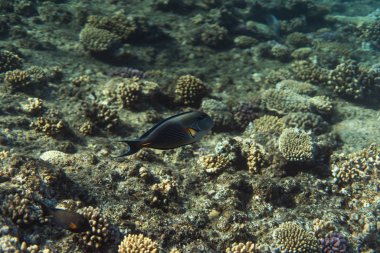 Mısır okyanusunda Acanthurus Sohal, Mısır okyanusunun altında Acanthurus Sohal sualtı fotoğrafı.,