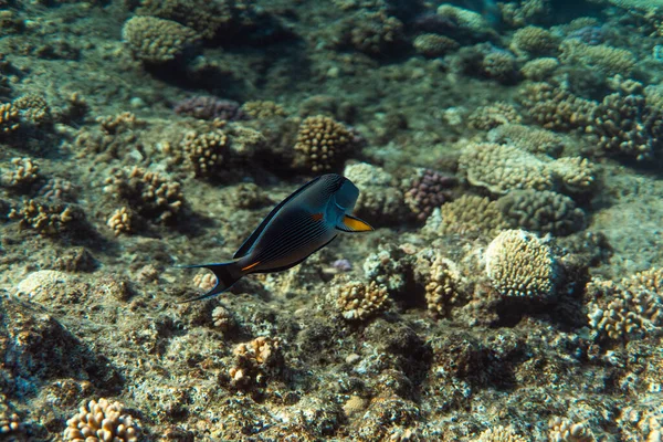 Acanthurus sohal bajo el agua en el océano de Egipto, bajo el agua en el océano de Egipto, Acanthurus sohal fotografía submarina fotografía submarina , — Foto de Stock