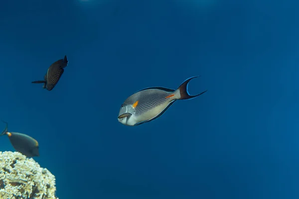 Mısır okyanusunda Acanthurus Sohal, Mısır okyanusunun altında Acanthurus Sohal sualtı fotoğrafı., — Stok fotoğraf