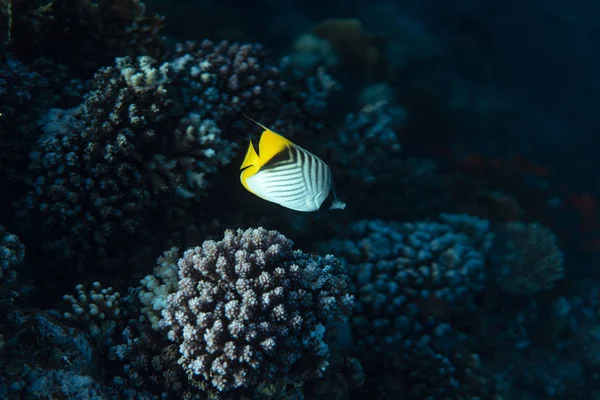 Chaetodon auriga Mısır okyanusunun altında, Mısır okyanusunun altında, Chaetodon auriga sualtı fotoğrafı.,
