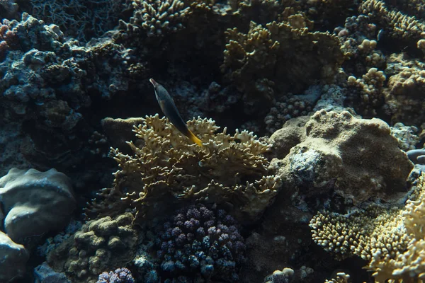 Gomphosus caeruleus onderwater in de oceaan van Egypte, onderwater in de oceaan van Egypte, gomphosus caeruleus onderwater foto onderwater foto, — Stockfoto