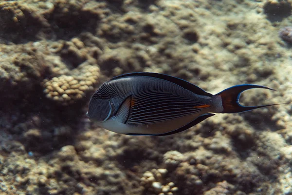 Acanthurus sohal onderwater in de oceaan van Egypte, onderwater in de oceaan van Egypte, Acanthurus sohal onderwater foto onderwater foto, — Stockfoto