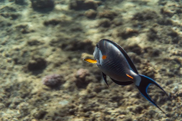 Acanthurus sohal pod vodou v egyptském oceánu, pod vodou v egyptském oceánu, Acanthurus sohal podvodní fotografie podvodní fotografie, — Stock fotografie