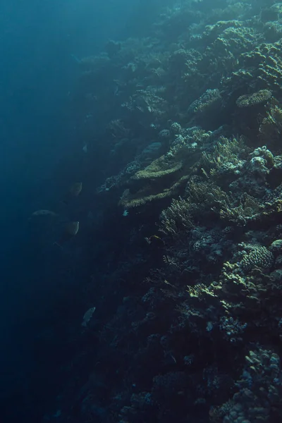 Hermoso arrecife de coral bajo el agua en el océano de Egipto, fotografía submarina en Egipto — Foto de Stock