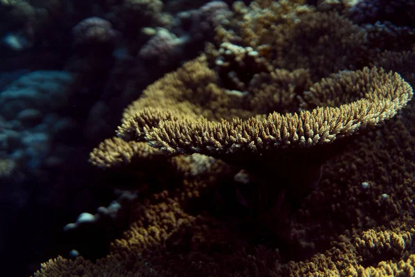 サンゴ礁が閉じ、サンゴ礁のマクロ写真、水中のサンゴ礁のテクスチャ、海の性質が閉じます — ストック写真