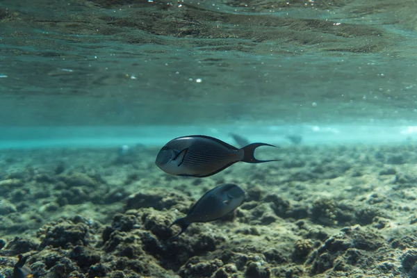 Acanthurus sohal underwater in the Ocean of egypt, underwater in the Ocean of egypt, Acanthurus sohal underwater photograph, — стокове фото