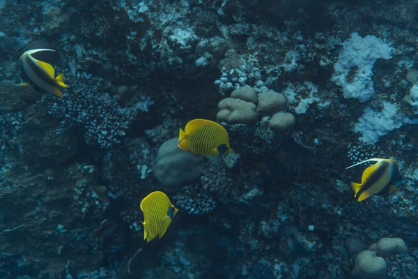 Chaetodon semilarvatus unter Wasser im Ozean von Ägypten, unter Wasser im Ozean von Ägypten, chaetodon semilarvatus unter Wasser Foto unter Wasser, — Stockfoto