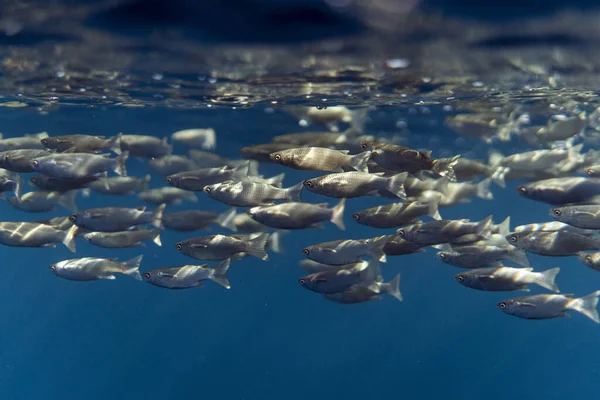 在不透明的海洋表面下的Mugil head鱼 — 图库照片