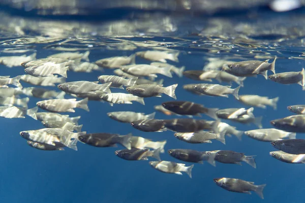 Ψάρια mugil cephalus κάτω από την επιφάνεια του ωκεανού egypt — Φωτογραφία Αρχείου