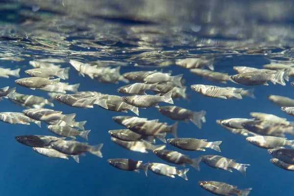 Mugil cephalus fish under the surface of the egypt ocean — Stock Photo, Image