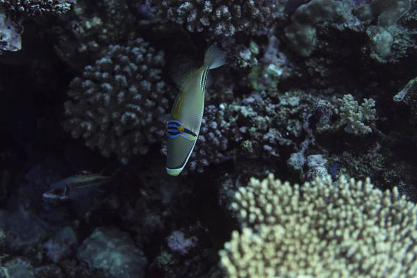 Rhinecanthus assasi under water, Rhinecanthus assasi in the beautiful ocean of egypt, under water photography — Stock Photo, Image