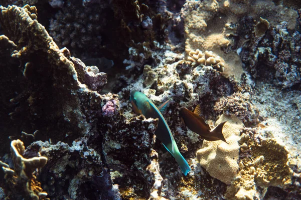 Fisk på ett korallrev, undervattensfotografering bild, snorkling i havet av egypt — Stockfoto