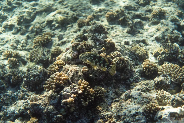 Fisk på ett korallrev, undervattensfotografering bild, snorkling i havet av egypt — Stockfoto