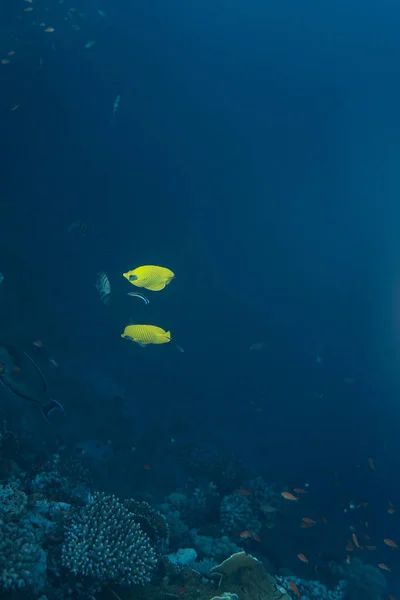 Chaetodon semilarvatus onderwater in de oceaan van Egypte, onderwater in de oceaan van Egypte, Chaetodon semilarvatus onderwater foto onderwater foto, — Stockfoto