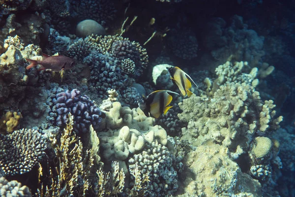 Heniochus intermedius underwater in the Ocean of egypt, underwater in the Ocean of egypt, Heniochus intermedius underwater photograph, — стокове фото