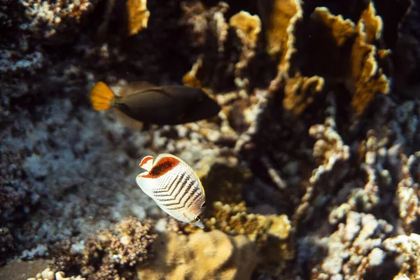 Chaetodon paucifasciatus underwater in the ocean of egypt, underwater in the ocean of egypt, Chaetodon paucifasciatus underwater photograph underwater photograph, — Stock Photo, Image