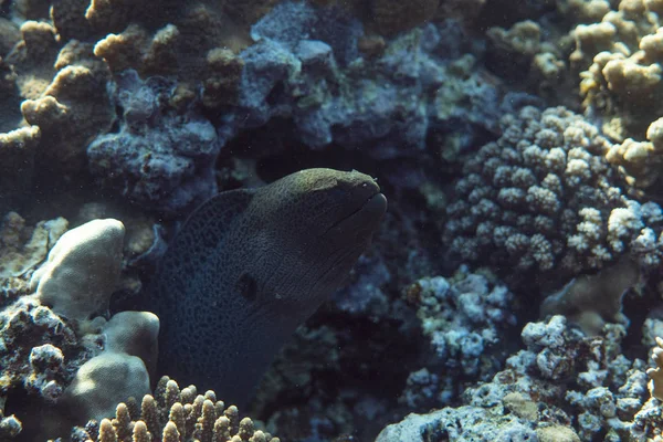 Gymnothorax javanicus pod vodou v egyptském oceánu, pod vodou v egyptském oceánu, Gymnothorax javanicus podvodní fotografie podvodní fotografie, — Stock fotografie