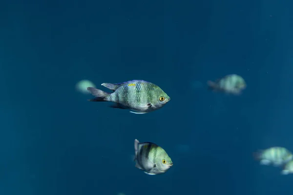 Abudefduf sexfasciatus onderwater in de oceaan van Egypte, onderwater in de oceaan van Egypte, Abudefduf sexfasciatus onderwater foto onderwater foto, — Stockfoto