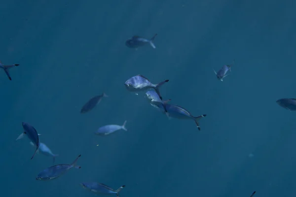 Caesio lunaris underwater in the ocean of egypt, underwater in the ocean of egypt, caesio lunaris underwater photograph underwater photograph, — Stock Photo, Image