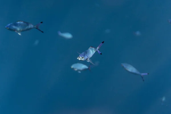 エジプトの海の中のカエシオ・ルナリスエジプトの海の中の水中カエシオ・ルナリス水中写真, — ストック写真