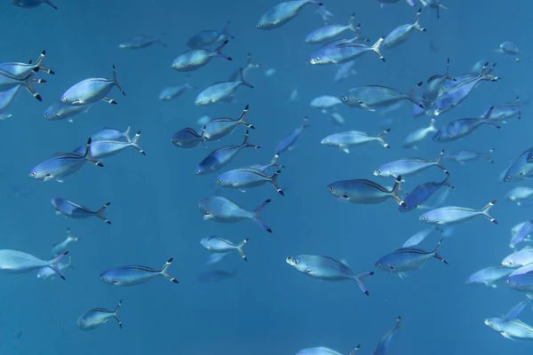 Caesio lunaris onderwater in de oceaan van Egypte, onderwater in de oceaan van Egypte, caesio lunaris onderwater foto onderwater foto, — Stockfoto