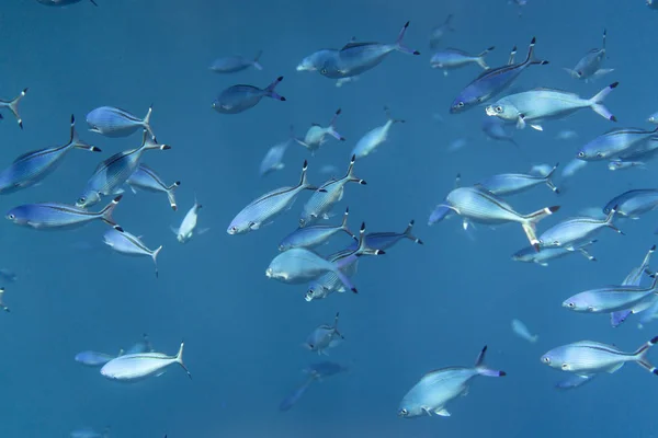 Caesio lunaris onderwater in de oceaan van Egypte, onderwater in de oceaan van Egypte, caesio lunaris onderwater foto onderwater foto, — Stockfoto