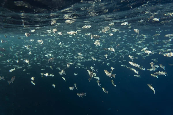 Mısırlı okyanusun altında mugil sefalus balığı.