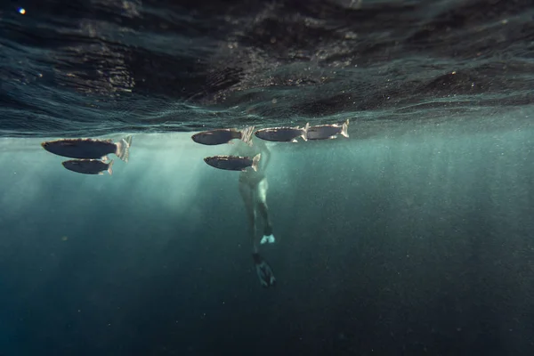 Mısırlı okyanusun altında mugil sefalus balığı.