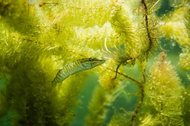 Avustralya 'da bir gölde küçük bir turna balığı, göl kıyısında bir turna balığı.
