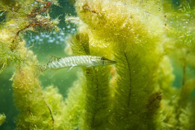 Avustralya 'da bir gölde küçük bir turna balığı, göl çimlerinin altında yüzen turna balığı.