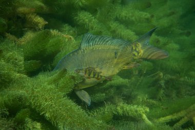 Avusturya 'da bir gölde sazan balığı fotoğrafçılığı, inanılmaz sualtı balık fotoğrafçılığı.