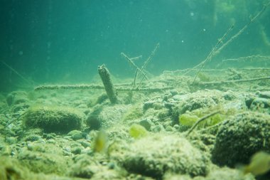 Sualtı flora. Sualtı bitkiler nehirler, göller, gölet