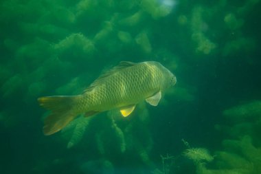 Avusturya 'da bir gölde sazan balığı fotoğrafçılığı, inanılmaz sualtı balık fotoğrafçılığı.