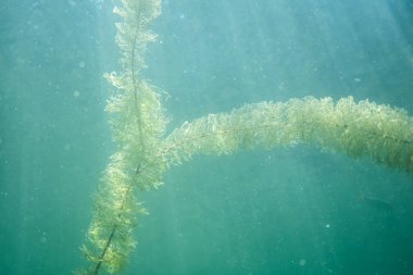 Sualtı flora. Sualtı bitkiler nehirler, göller, gölet