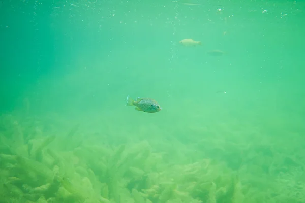 Ήλιο πέρκα κάτω από το νερό με κάποια λίμνη γρασίδι, όμορφα ψάρια κάτω από την εικόνα του νερού, κάτω από τη φωτογραφία του νερού με κάποια ψάρια — Φωτογραφία Αρχείου
