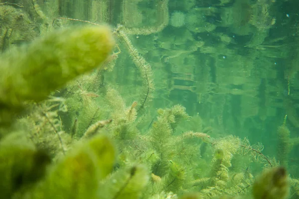 Υποβρύχια χλωρίδα. Υποβρύχια φυτά ποταμών, λιμνών, λίμνη — Φωτογραφία Αρχείου